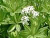 Ασπερούλα (Asperoula odorata) Όμορφο μικρό φυτό, γ