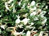 Αστράγαλος (Astragalus angustifolius)