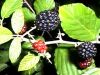 Βατόμουρο (Rubus fructicosus)